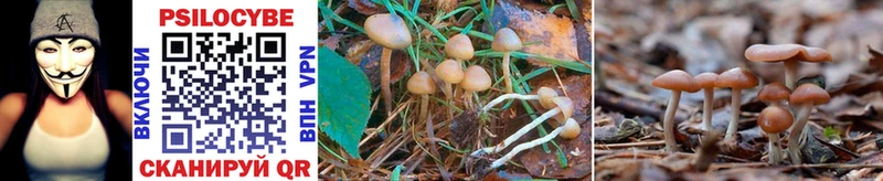 Галлюциногенные грибы Psilocybe  где можно купить наркотик  Гдов 
